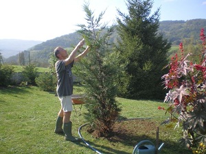 jardinage, taille,